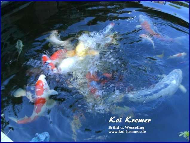 Koi Karpfen Japan Koifutter